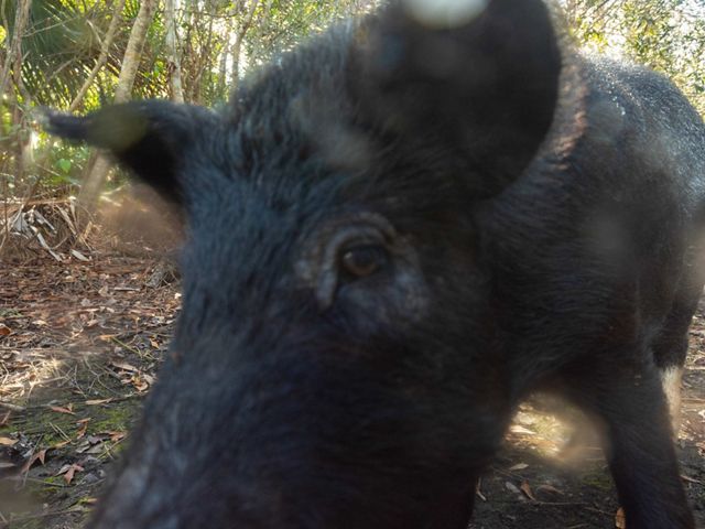 black-haired boar so close to camera it's blurry and partially obscured, trees behind