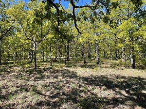 Piney forest under blue sky.