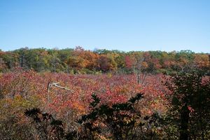 Autumn colors blanket a forest under a clear blue sky.