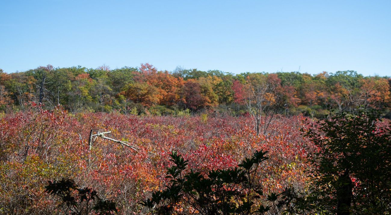 Autumn colors blanket a forest under a clear blue sky.