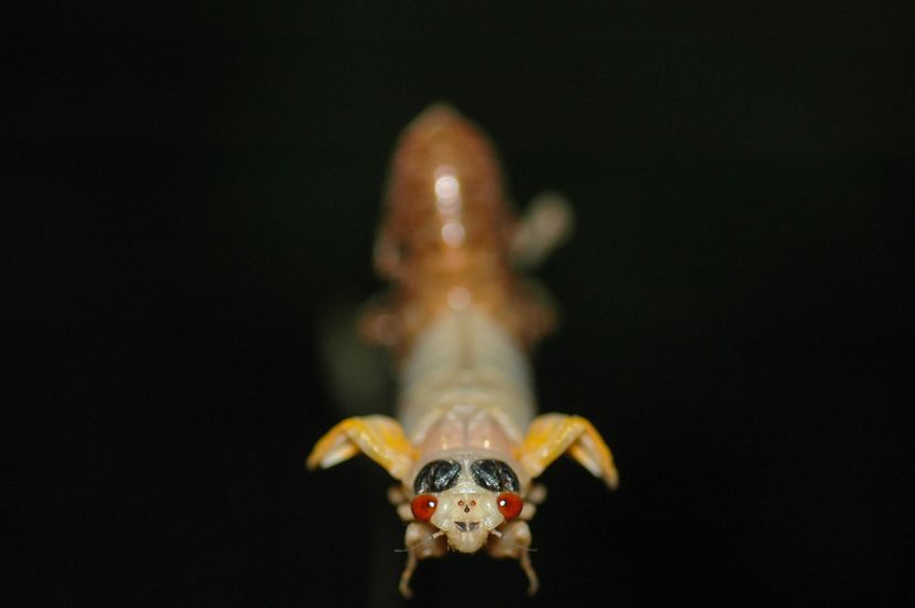 Close view of a cicada as it emerges from its shell. It has a white body and small unformed yellow wings. Black markings appear to create eyebrows over beady red eyes.