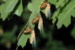 Everything You Need to Know About the Brood X Cicadas in 2021