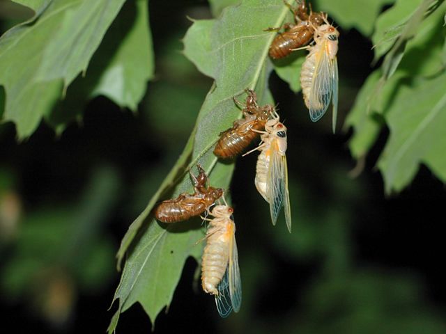 Cicadas emerging out of their shells.