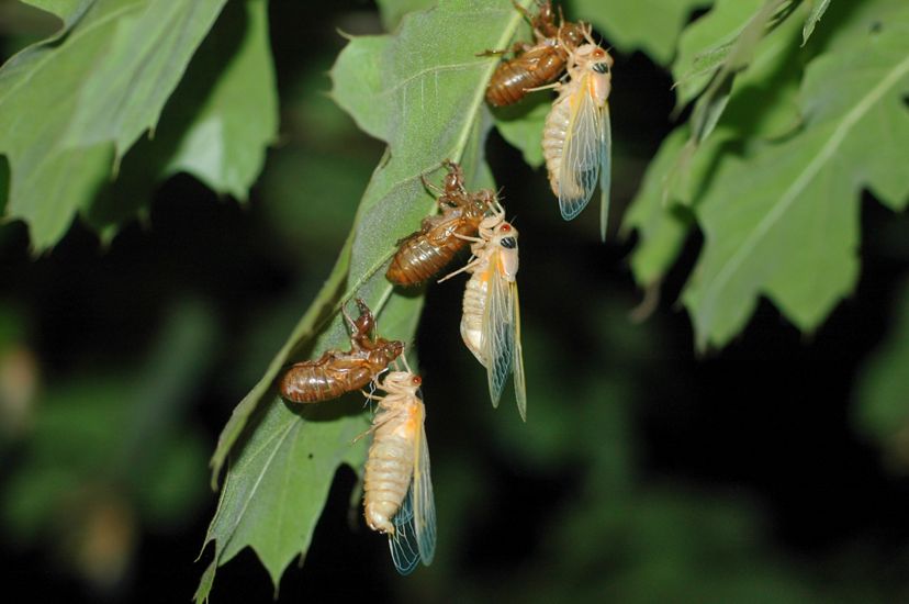 Three newly emerged cicadas in a line on a green leaf. Their soft white bodies dangle from empty brown shells while they wait for their carapace to harden. 