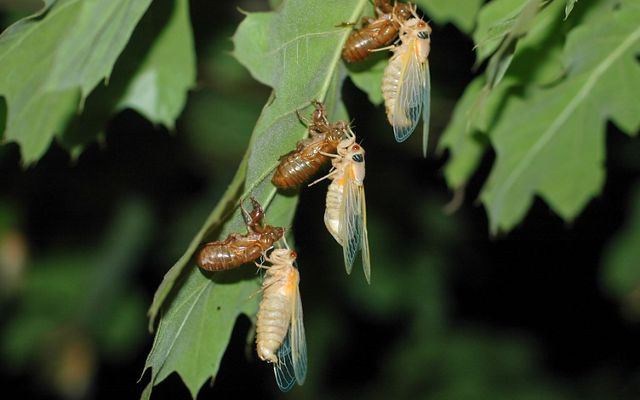 Three newly emerged cicadas in a line on a green leaf. Their soft white bodies dangle from empty brown shells while they wait for their carapace to harden. 