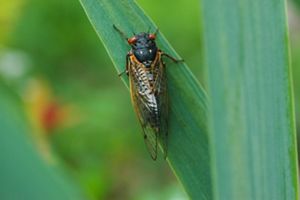 Formidable eating machines': locusts hit Victoria