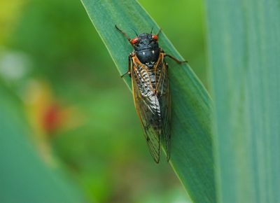 cicada