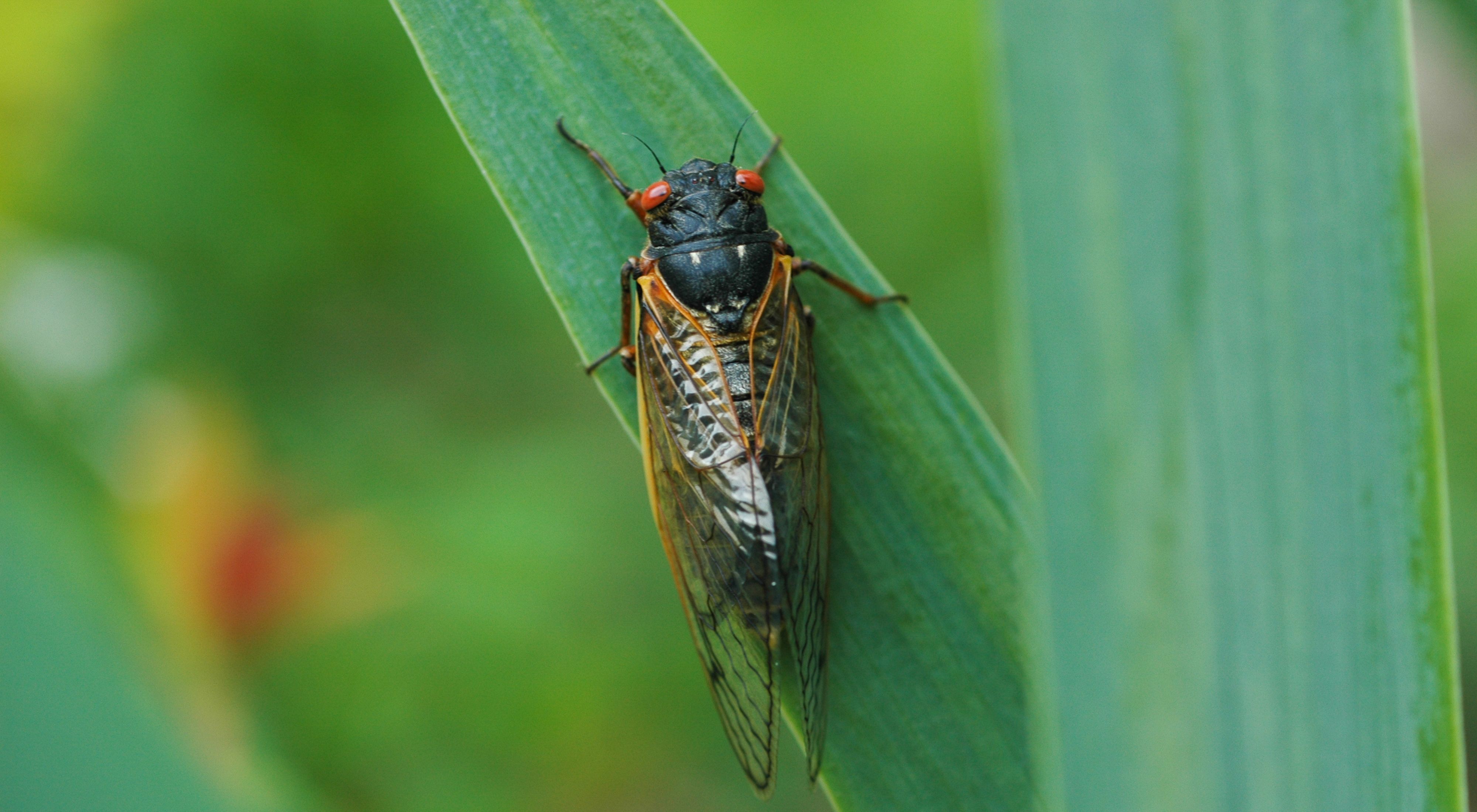 A cicada (a black insect with transparent wings and large red eyes) sits on a green leaf.