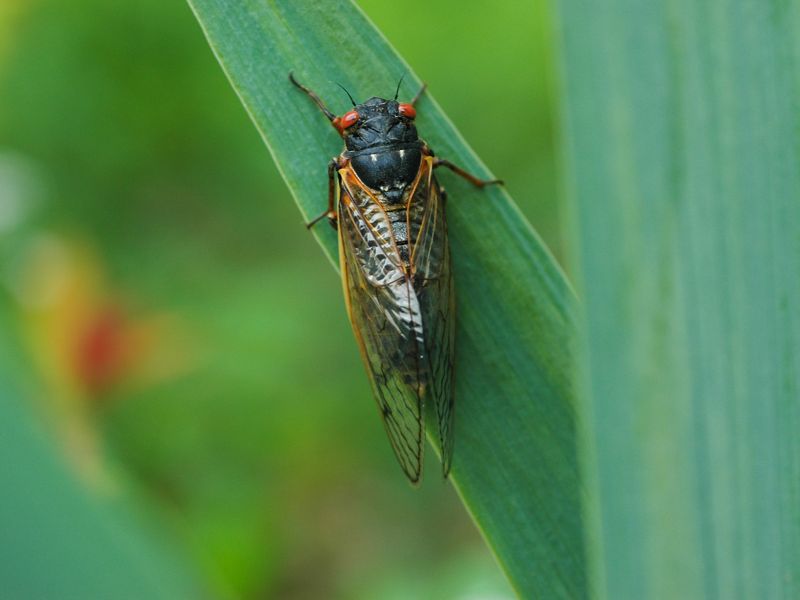 A cicada (a black insect with transparent wings and large red eyes) sits on a green leaf.