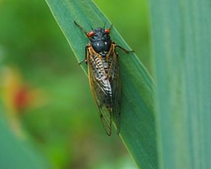 A black insect with transparent wings and large red eyes sits on a green leaf.