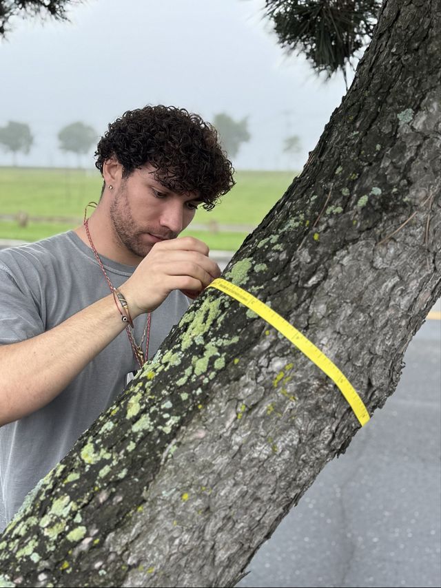 A person examines a tree trunk with moss, using a yellow measuring tape.