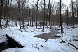 A snowy forest scene featuring leafless trees and a small, partially frozen stream. A narrow, simple bridge made of planks crosses the stream, surrounded by a tranquil, wintry landscape.