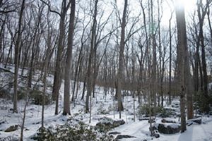 A serene winter scene in a forest with bare trees and a light covering of snow on the ground. Sunlight filters through the branches, casting soft shadows.