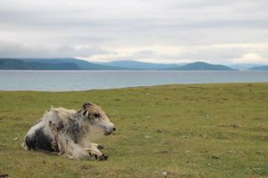 A yak lying on a grassy field with a lake and distant hills in the background.