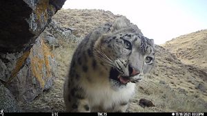 A gray and white leopard puts its face into a camera lens.