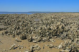 Hundreds of gray and beige shells blanket the shoreline where water meets sand. 