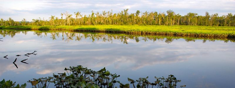 Aquatic vegetation floats on the shaded surface of a wide, calm creek as the rising morning sun illuminates the opposite shore.