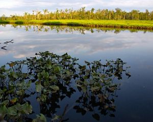 Sunrise over Holt's Creek. Aquatic vegetation floats in the foreground. Puffy white clouds are reflected on the water's surface. Low marsh grasses meet a line of trees.