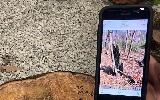 A person compares a smartphone photo of a tree to a piece of wood.