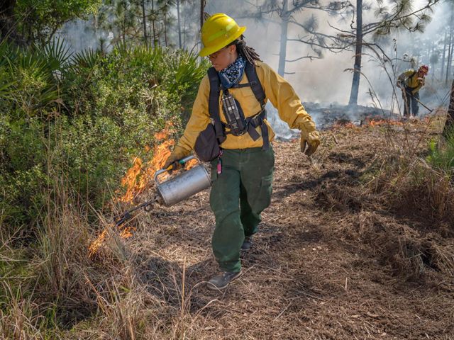 Nature Conservancy fire worker Char’rese Finney uses a drip torch to start a controlled burn to manage a longleaf pine forest in central Florida.