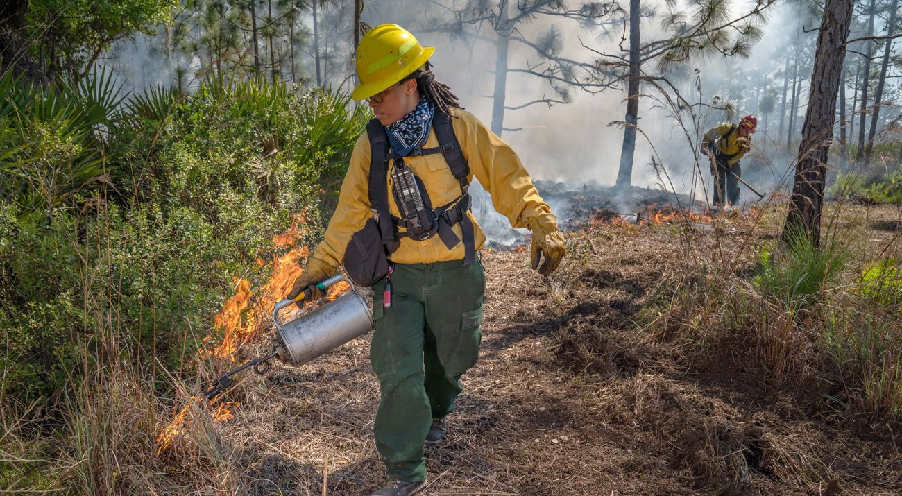 A firefighter in protective gear uses a drip torch to start a controlled burn.
