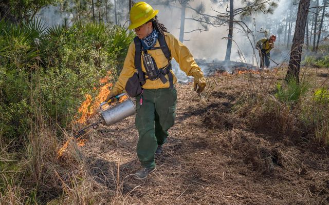 A firefighter in protective gear uses a drip torch to start a controlled burn.