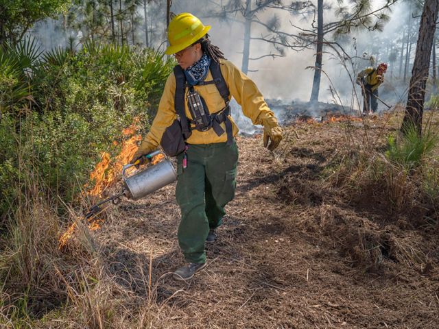 A firefighter in protective gear uses a drip torch to start a controlled burn.