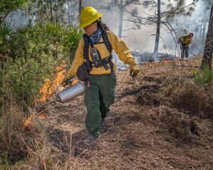 A firefighter uses a drip torch during a TNC controlled burn.