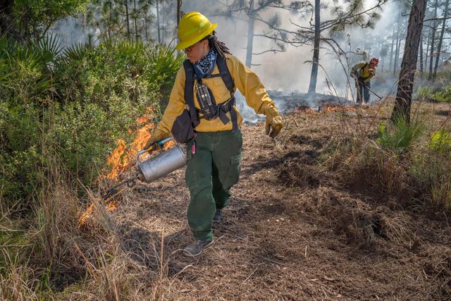 A woman in wildland fire gear uses a drip torch to ignite a controlled burn in Florida longleaf pine forest.
