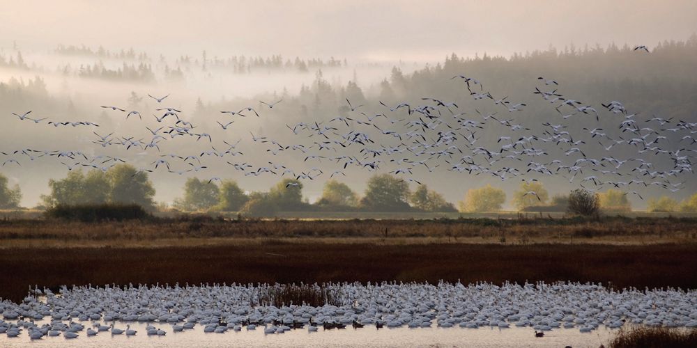 birds in the water