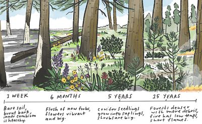 Illustration showing the the cycle of forest restoration, from 1 week to 6 months to 5 and 15 years.