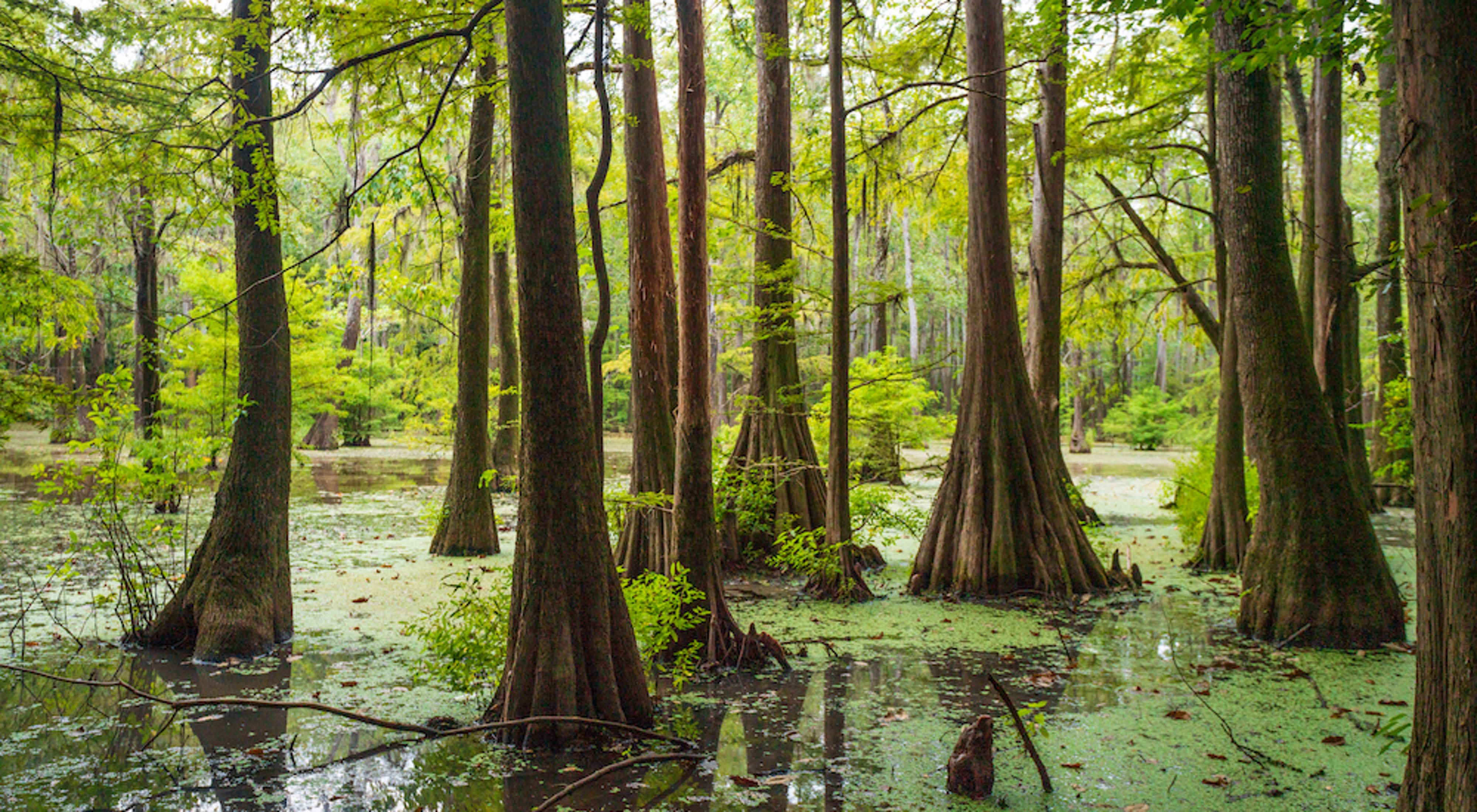 Green swamp with cypress trees in the water.