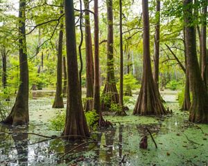 Green swamp with cypress trees in the water.