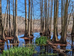 A blue sky and water surrounds a stand of trees.