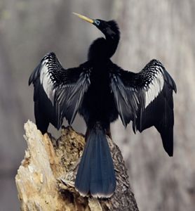 A big black bird spreads its wings.