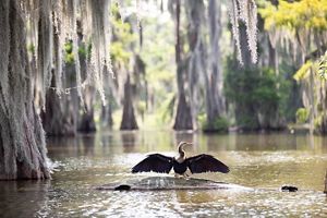 A black bird spreads its wings over a cypress swamp.