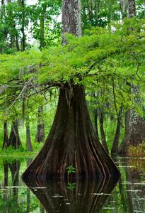 A green tree emerges from a watery landscape.