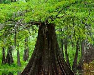 The large trunk of a tree emerges from water.