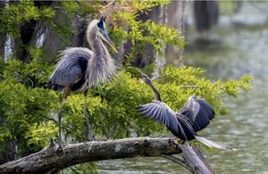 Two birds in conflict sit on a branch.