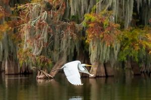 A large white bird flies over water.