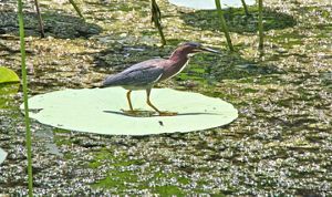 A small green and gray bird rests on a lily pad.