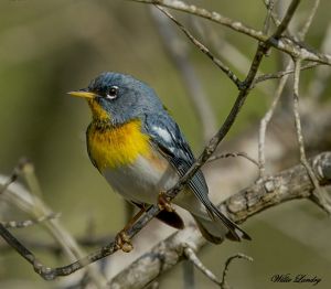 A blue and yellow bird rests on a branch.