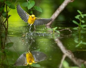 A yellow bird flies over water.