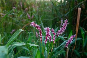 A close up image of a water knotweed growing in the river.