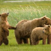  A female grizzly bear and her two cubs are on alert after sensing the presence of a male grizzly bear in Hallo Bay, Alaska.