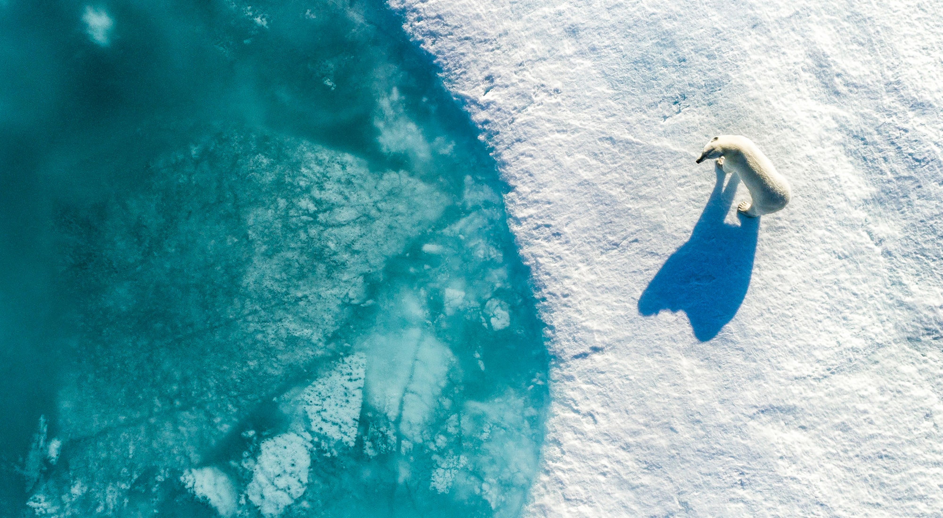 Aerial view looking straight down on a polar bear on Arctic ice, with frozen turquoise water to the left of the ice.
