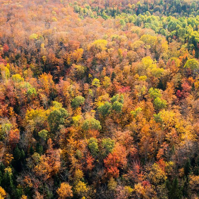 树木秋天的颜色
