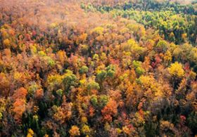 Aerial view of fall color in Adirondack Park, NY