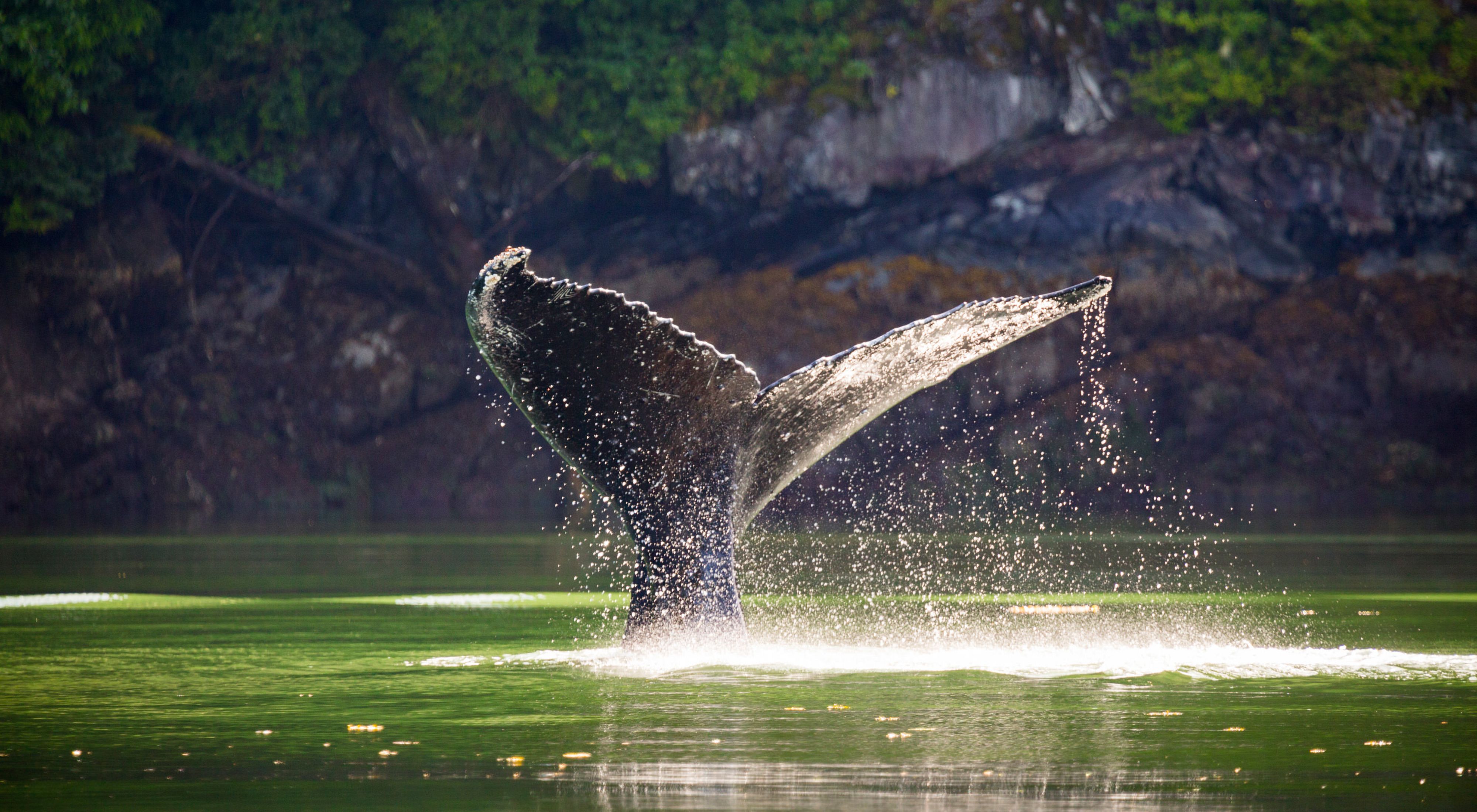 座头鲸潜入白灵熊旅馆前面的海峡。Klemtu，英属哥伦比亚，加拿大。