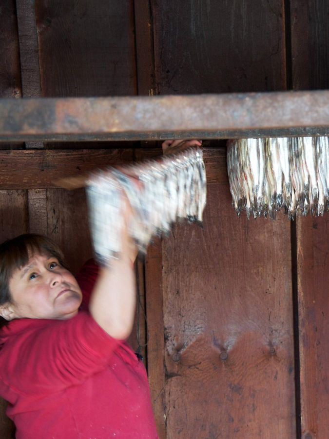 An Indigenous woman hangs eulachon fish to dry.